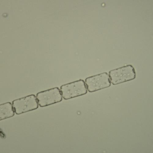 环纹娄氏藻.jpg 环纹娄氏藻.jpg