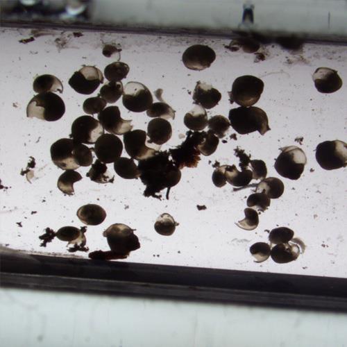 腹足类幼体.jpg 腹足类幼体.jpg