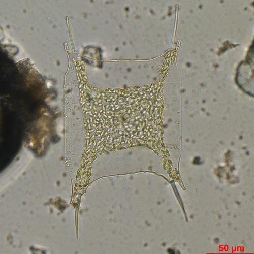 中华齿状藻.jpg 中华齿状藻.jpg