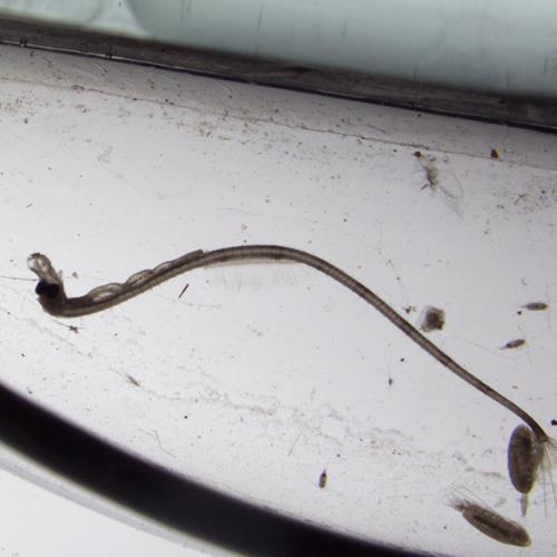 尖海龙幼体.jpg 尖海龙幼体.jpg