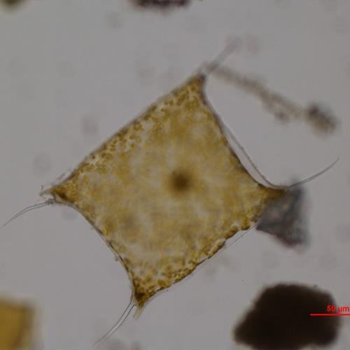 中华齿状藻1.jpg 中华齿状藻1.jpg