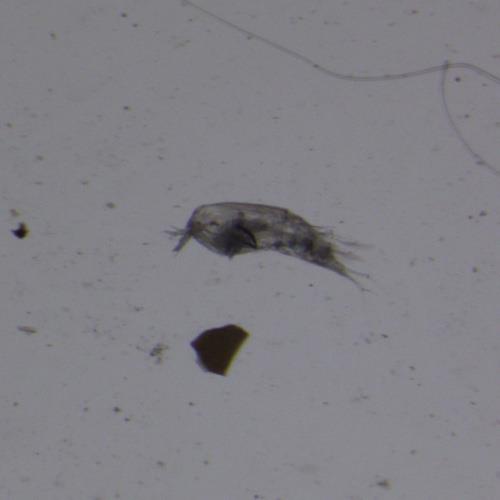 近缘大眼剑水蚤.jpg 近缘大眼剑水蚤.jpg