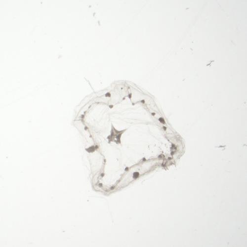 盘形杯水母.jpg 盘形杯水母.jpg