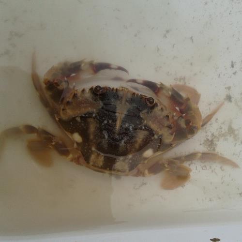 日本鲟.jpg 日本鲟.jpg