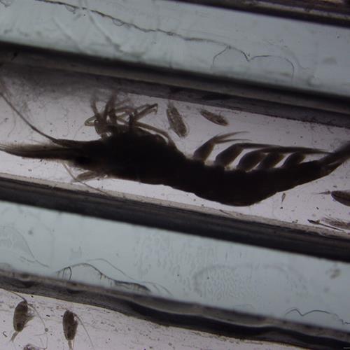 疣背宽额虾.jpg 疣背宽额虾.jpg