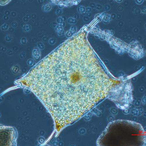 中华齿状藻2.jpg 中华齿状藻2.jpg