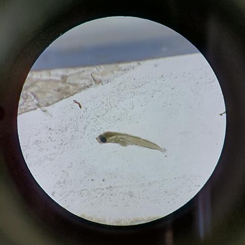 水生物检测机构