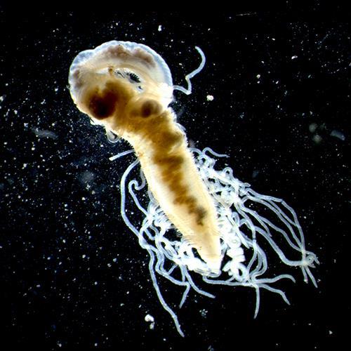 水生物检测