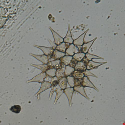 水生物检测机构