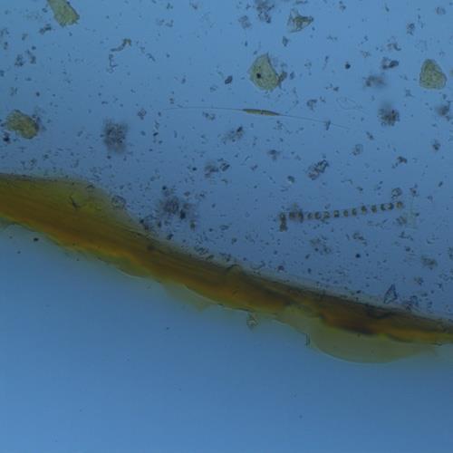 浮游植物检测 浮游植物检测