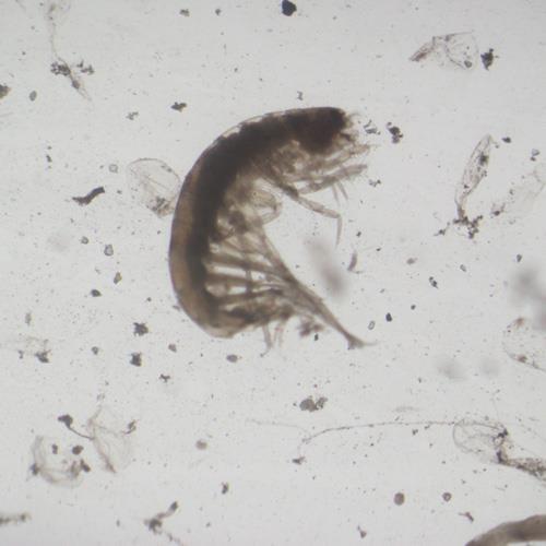 浮游动物检测 浮游动物检测